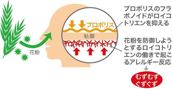 プロポリス　アイスミントキャンディー